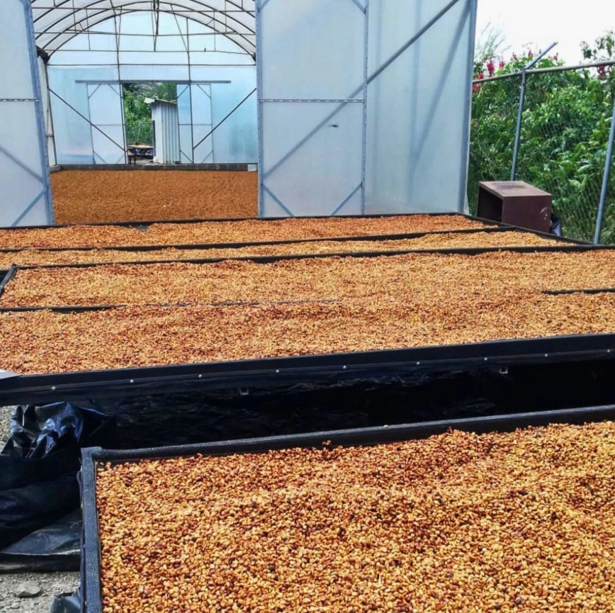 2024 CROP/KOSTA RİKA FİNCA TONİTA RED CATURRA RED CATUAİ/ANAEROBİC
