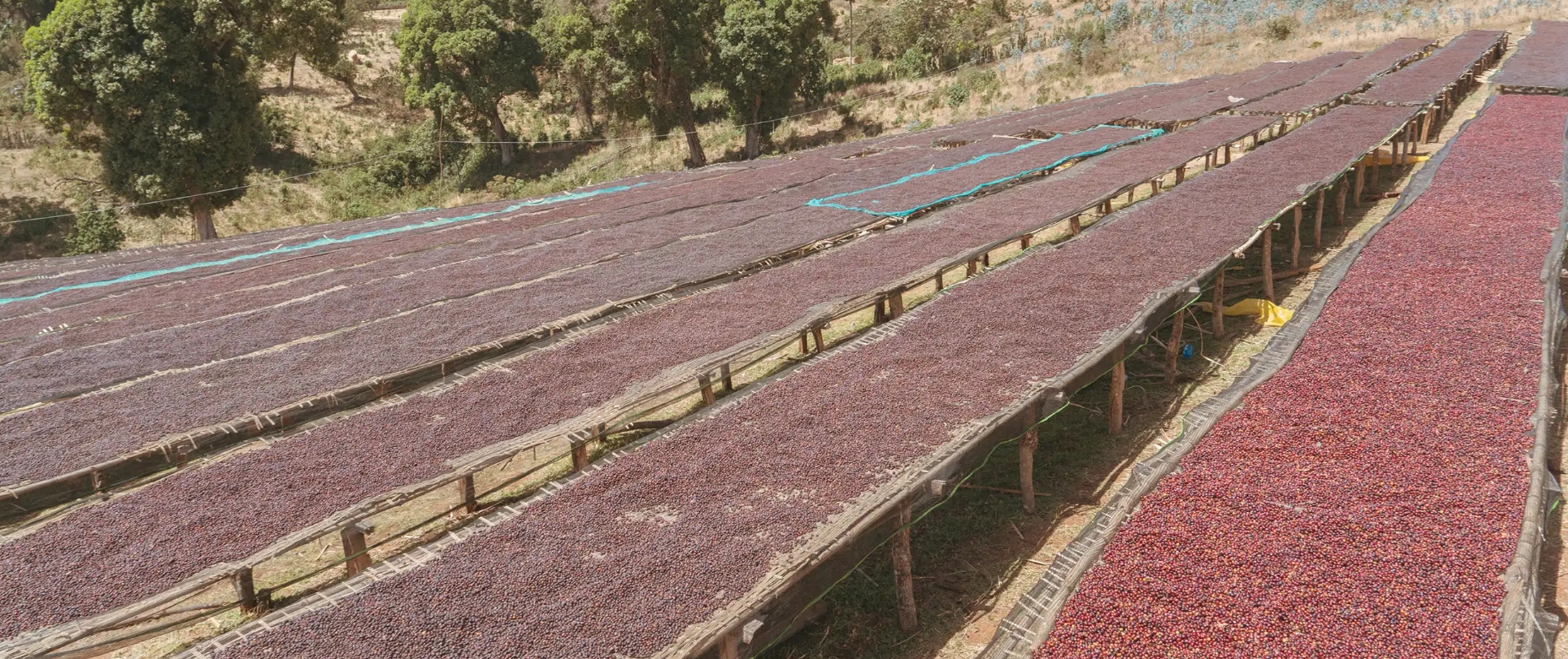 24/25 ETİYOPYA KOCHERE BİLOYA DRY CHERRY/NATURAL