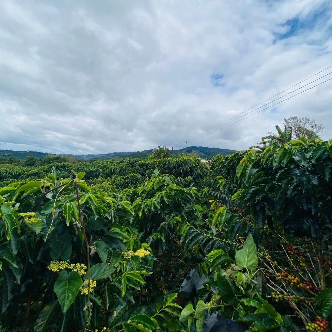 2024 CROP/KOLOMBİYA ROGELİO ESPİNOZA LA BONİTA/JAVA NATURAL ANAEROBİK