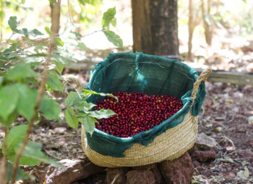 24/25 YEMEN MOHAMED MOSLEH/ANAEROBİK NATURAL