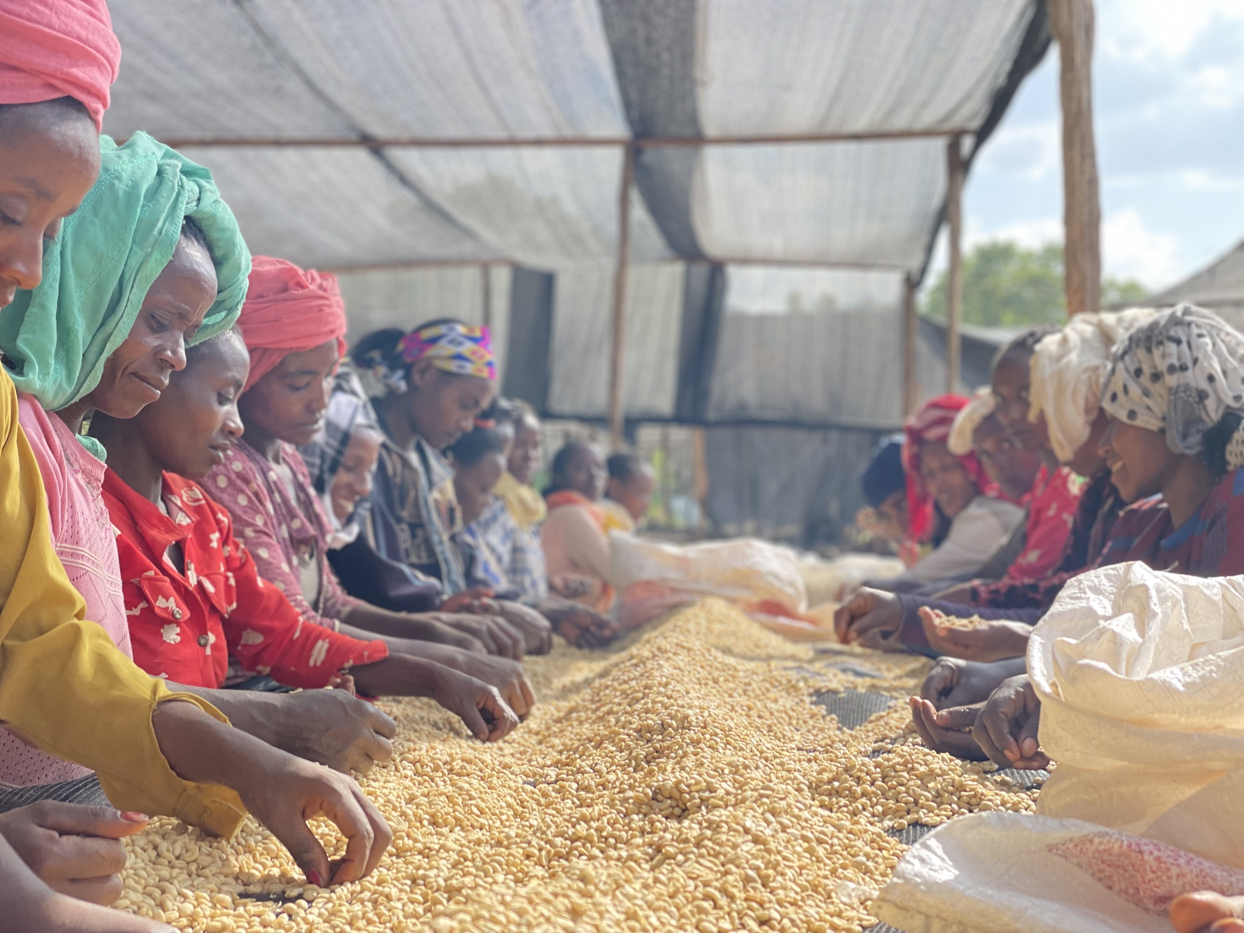 24/25 ETİYOPYA ARİCHA ADORSİ/YIKANMIŞ